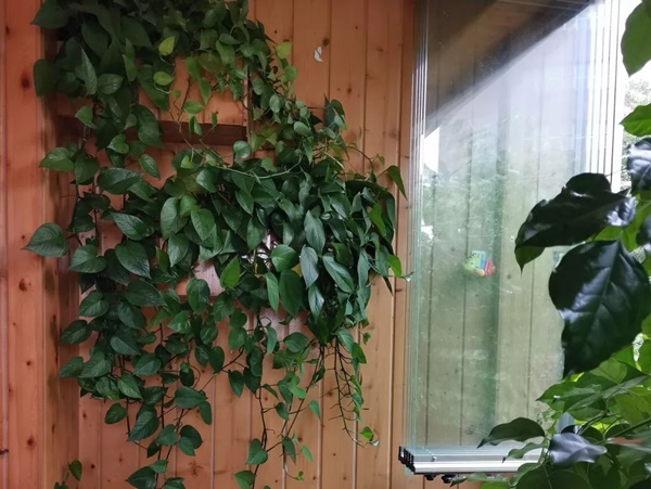 Cô gái trẻ chọn cách sống khác ngay trong căn hộ nhỏ ở thành phố-4