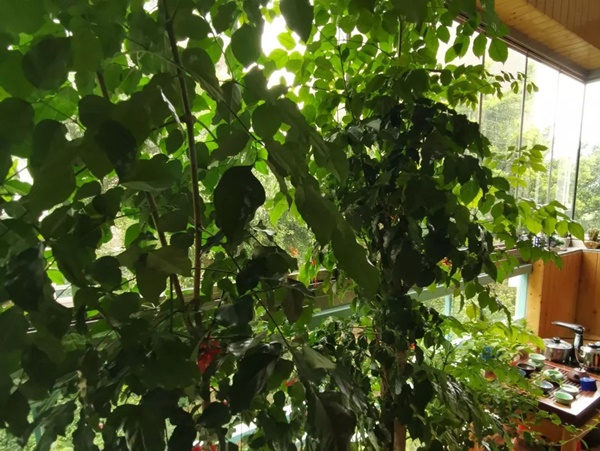 Cô gái trẻ chọn cách sống khác ngay trong căn hộ nhỏ ở thành phố-6