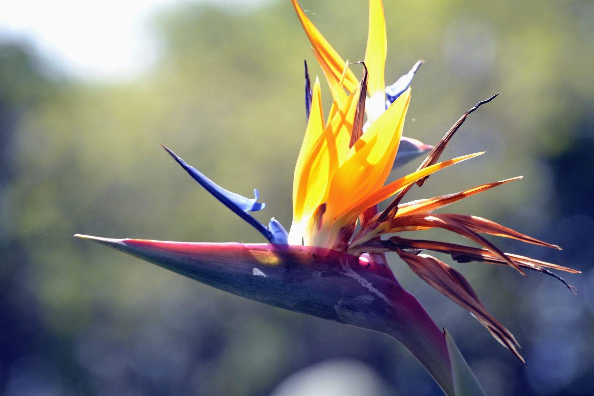 Tử vi tuần mới 2/10 - 8/10/2023: Tuổi Ngọ phát triển nhanh chóng, tuổi Mùi cạnh tranh gay gắt-2