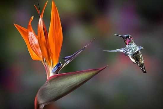 Tử vi tuần mới 2/10 - 8/10/2023: Tuổi Ngọ phát triển nhanh chóng, tuổi Mùi cạnh tranh gay gắt