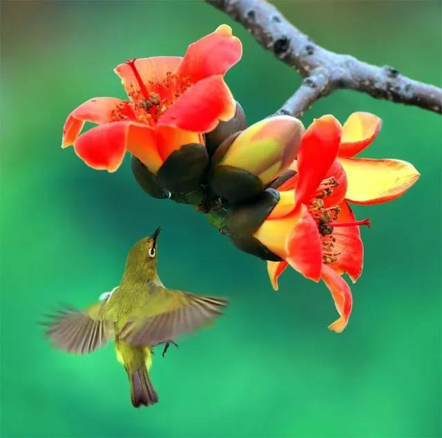 Chân thành, ngay thẳng: 4 con giáp không phản bội bạn bè, không đối mặt kẻ ác, một đời thuận gió-2