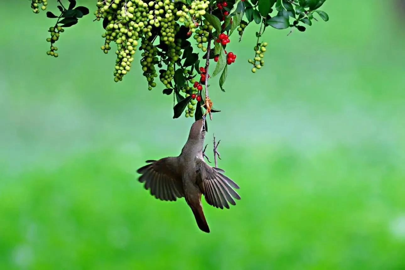 Chân thành, ngay thẳng: 4 con giáp không phản bội bạn bè, không đối mặt kẻ ác, một đời thuận gió-3