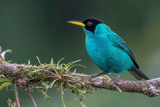 Chân thành, ngay thẳng: 4 con giáp không phản bội bạn bè, không đối mặt kẻ ác, một đời thuận gió