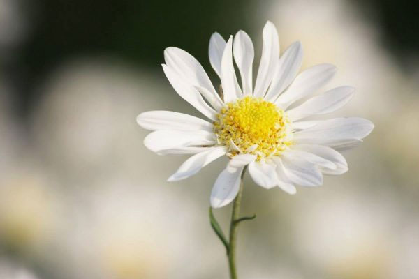 4 con giáp thường mắc sai lầm khi còn trẻ nhưng sau 35 tuổi sẽ đổi đời, tài lộc dồi dào, gặp nhiều may mắn-5