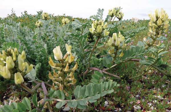 Loại rễ cây được ví như anh em sinh đôi” với nhân sâm mà giá bằng 1/10, kiểm soát đường huyết, ngừa ung thư-1