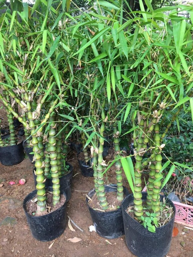 4 loại cây trồng trước cửa nhà mang lại vượng khí, tài lộc ùn ùn kéo đến-1