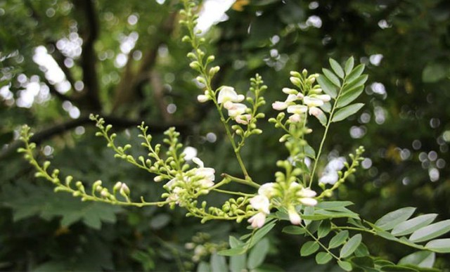 4 loại cây trồng trước cửa nhà mang lại vượng khí, tài lộc ùn ùn kéo đến-4