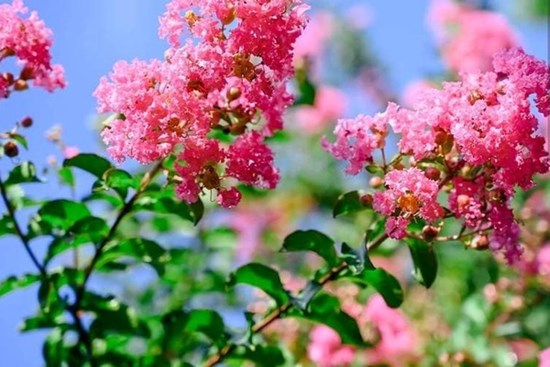 4 loại cây trồng trước cửa nhà mang lại vượng khí, tài lộc ùn ùn kéo đến