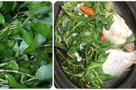 Tác dụng chữa bệnh của rau răm