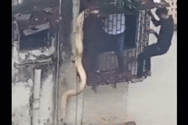 Clip: Trăn khổng lồ treo lủng lẳng trên khung cửa sổ nhà dân