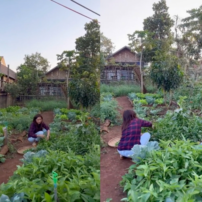Vườn rau xanh mướt ở quê nhà của HHen Niê: Bắp cải, cà chua, đậu đũa... chen chúc, cứ bước ra là có đồ ăn-2