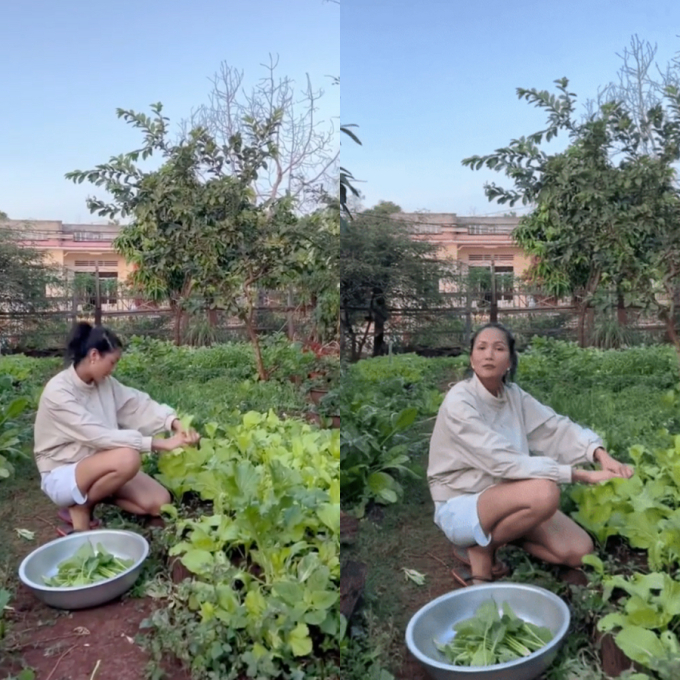 Vườn rau xanh mướt ở quê nhà của HHen Niê: Bắp cải, cà chua, đậu đũa... chen chúc, cứ bước ra là có đồ ăn-3