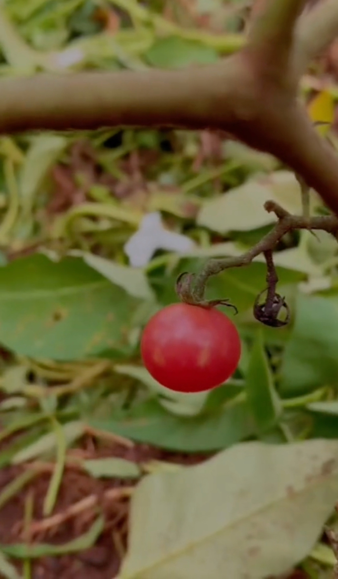 Vườn rau xanh mướt ở quê nhà của HHen Niê: Bắp cải, cà chua, đậu đũa... chen chúc, cứ bước ra là có đồ ăn-5