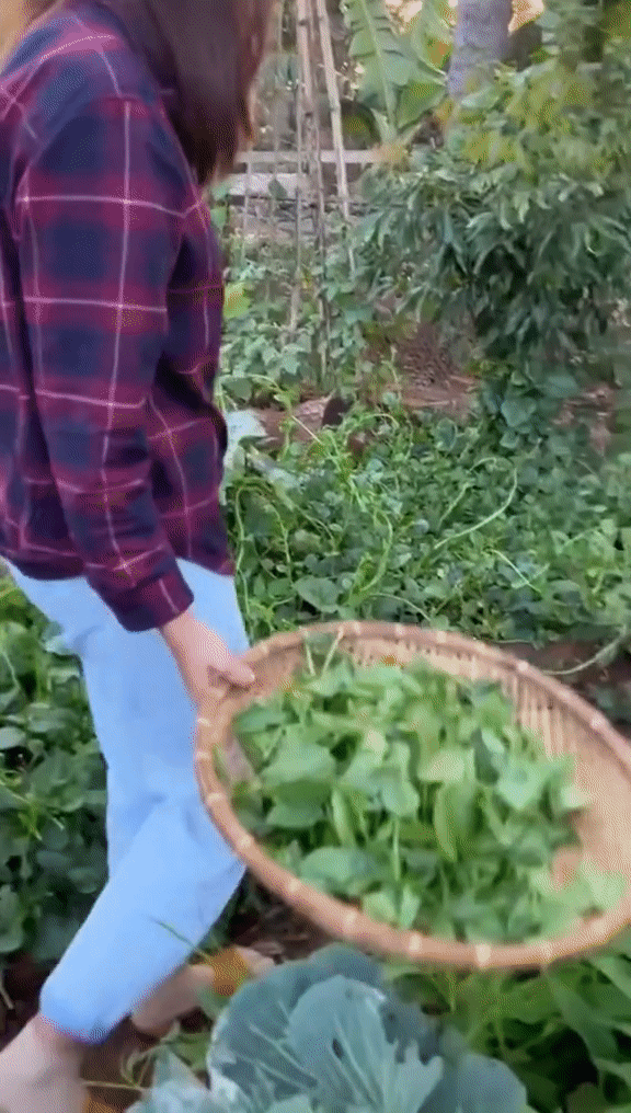 Vườn rau xanh mướt ở quê nhà của HHen Niê: Bắp cải, cà chua, đậu đũa... chen chúc, cứ bước ra là có đồ ăn-6