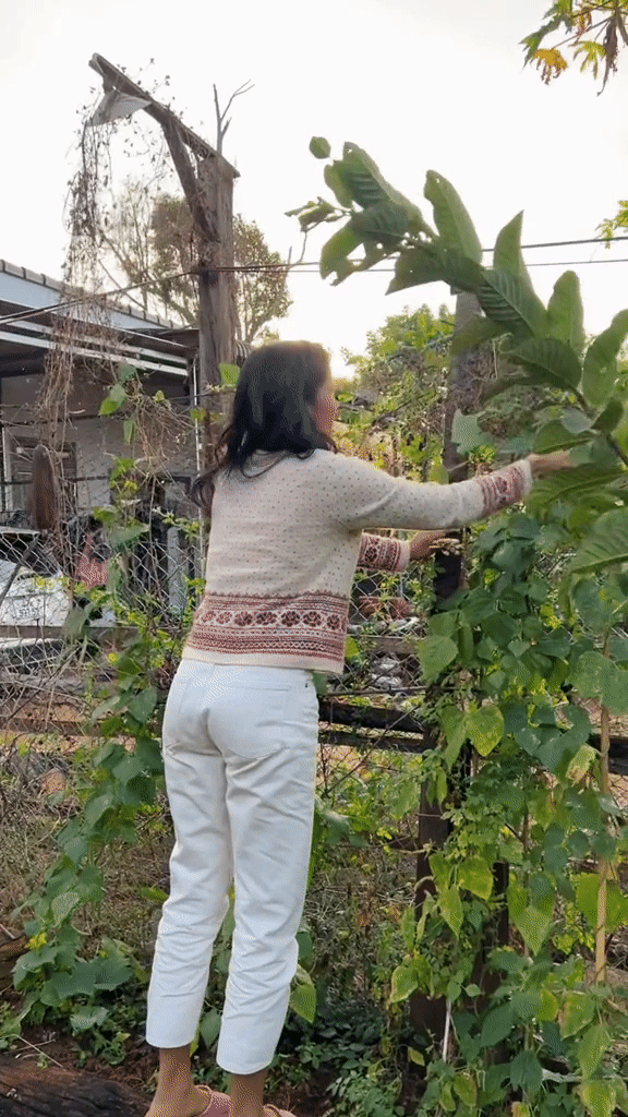 Vườn rau xanh mướt ở quê nhà của HHen Niê: Bắp cải, cà chua, đậu đũa... chen chúc, cứ bước ra là có đồ ăn-7