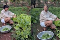 Vườn rau xanh mướt ở quê nhà của H'Hen Niê: Bắp cải, cà chua, đậu đũa... chen chúc, cứ bước ra là có đồ ăn