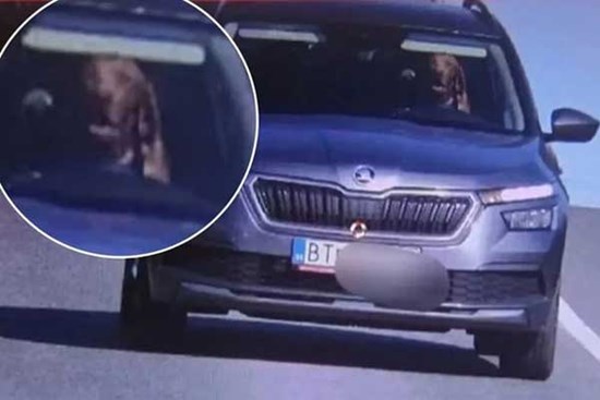 Để chó lái ô tô, người đàn ông nhận cái kết đắng