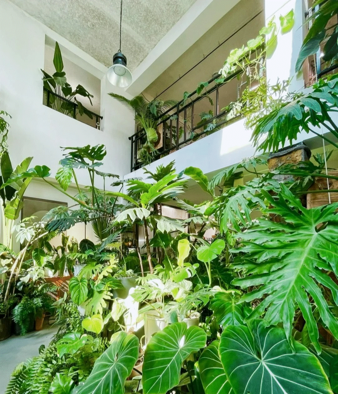 Cây cảnh trong nhà tốt như rừng, người già vội vàng: Quá âm, gia đình xui xẻo, ốm bệnh-3