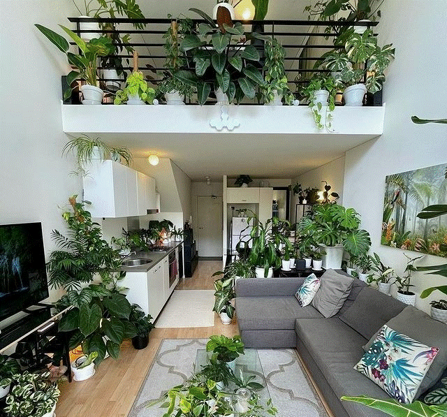 Cây cảnh trong nhà tốt như rừng, người già vội vàng: Quá âm, gia đình xui xẻo, ốm bệnh-4