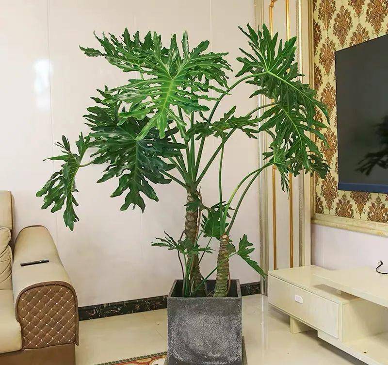 Cây cảnh trong nhà tốt như rừng, người già vội vàng: Quá âm, gia đình xui xẻo, ốm bệnh-5