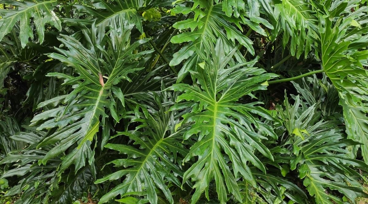 Cây cảnh trong nhà tốt như rừng, người già vội vàng: Quá âm, gia đình xui xẻo, ốm bệnh-6