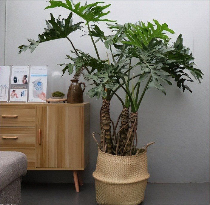 Cây cảnh trong nhà tốt như rừng, người già vội vàng: Quá âm, gia đình xui xẻo, ốm bệnh-7