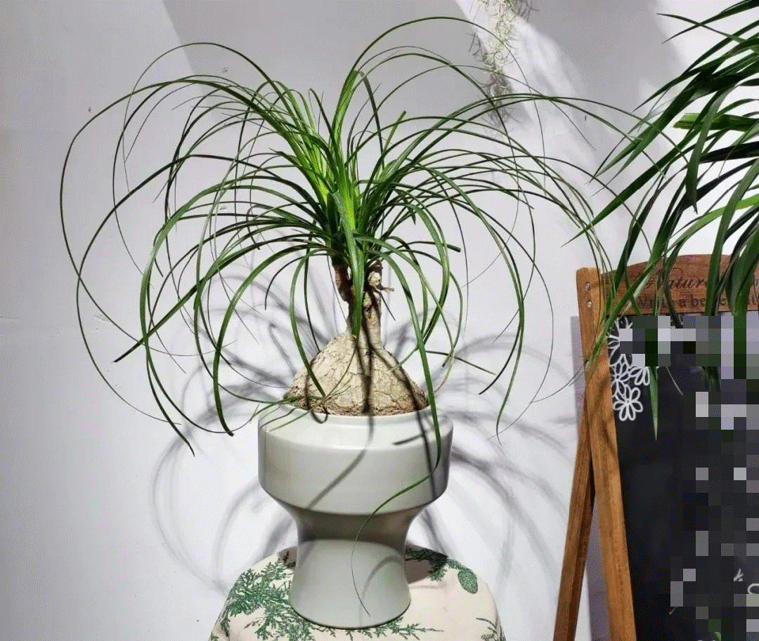 Cây cảnh trong nhà tốt như rừng, người già vội vàng: Quá âm, gia đình xui xẻo, ốm bệnh-9