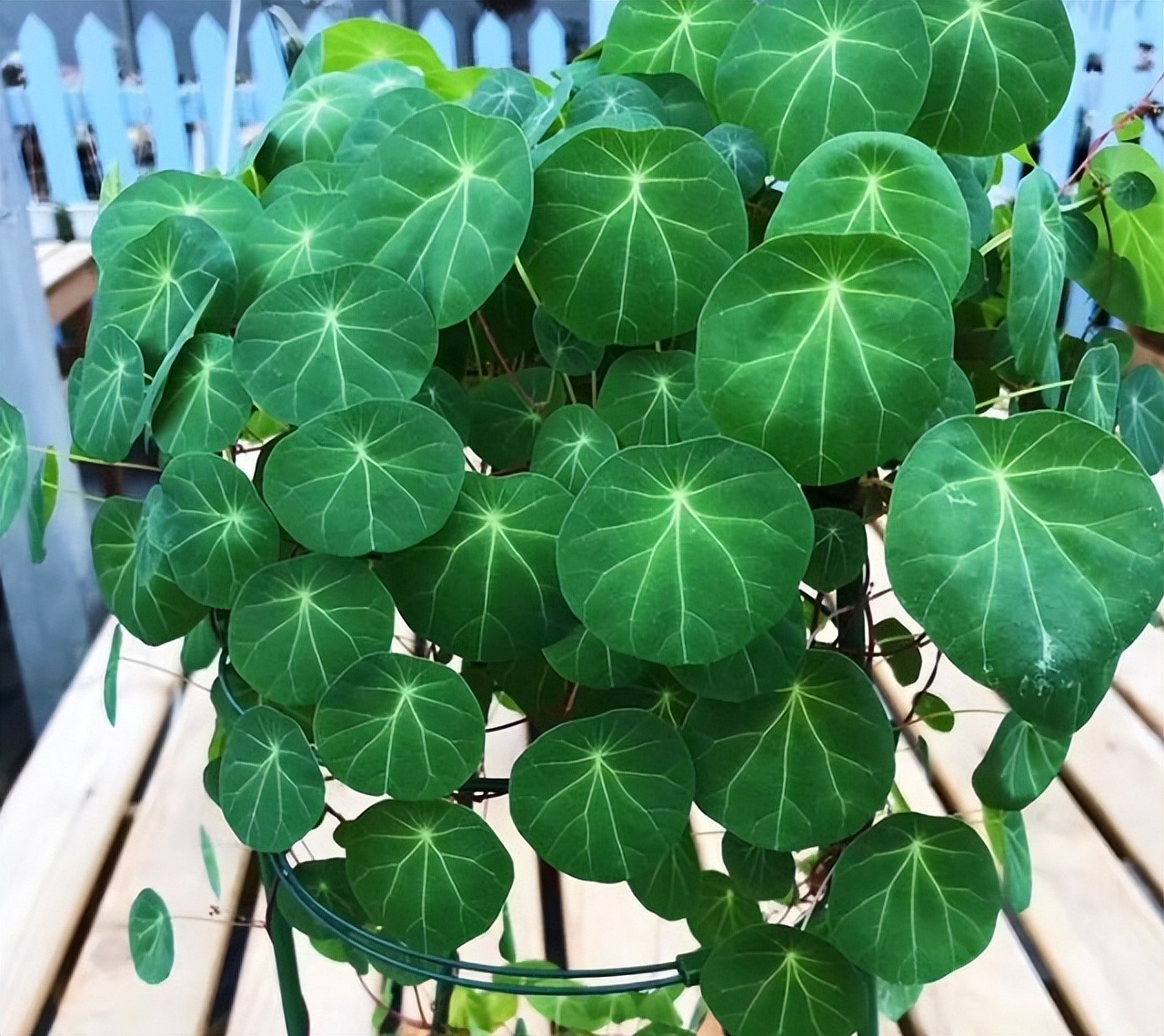 Cây cảnh trong nhà tốt như rừng, người già vội vàng: Quá âm, gia đình xui xẻo, ốm bệnh-11