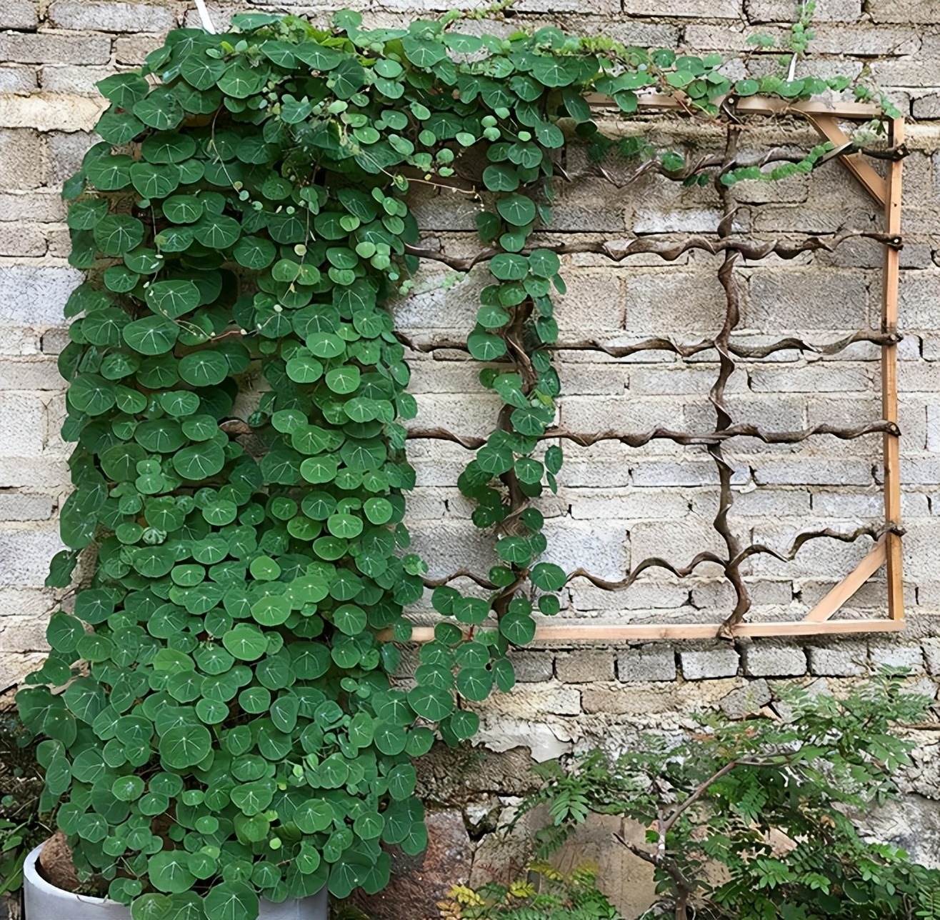 Cây cảnh trong nhà tốt như rừng, người già vội vàng: Quá âm, gia đình xui xẻo, ốm bệnh-13