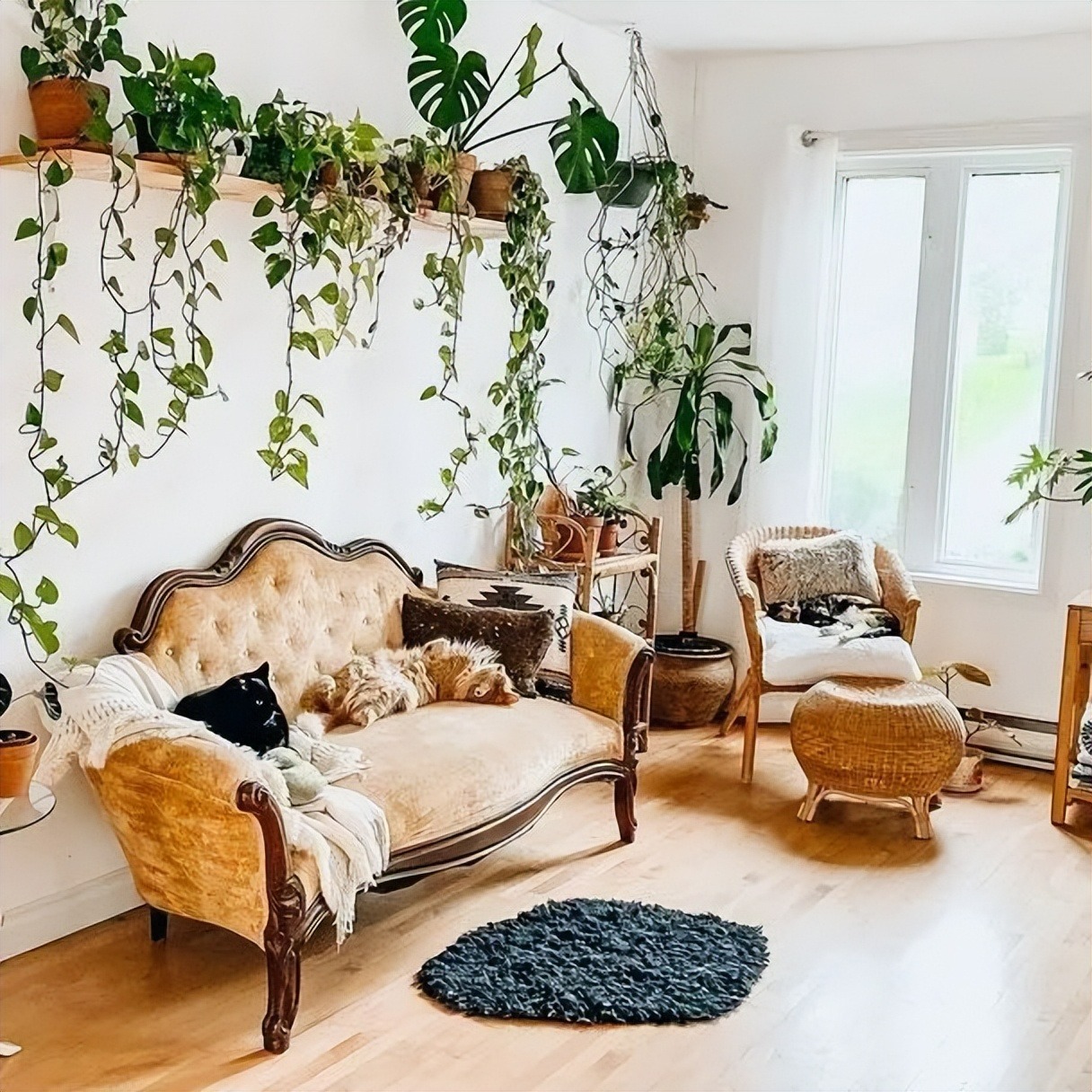 Cây cảnh trong nhà tốt như rừng, người già vội vàng: Quá âm, gia đình xui xẻo, ốm bệnh-15