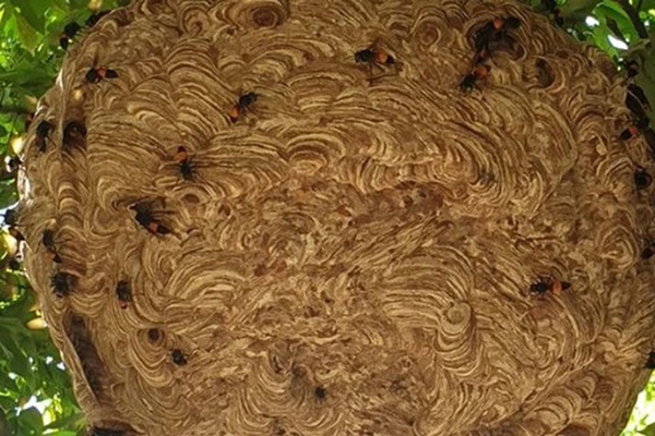 2 anh em suy đa tạng nguy kịch do bị ong vò vẽ đốt-1