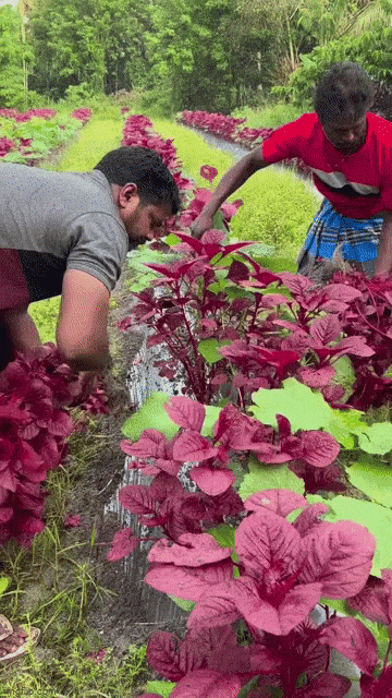 Đi Audi ra chợ bán rau, anh nông dân nổi như cồn với 1 hành động ngay sau khi xuống xe-1