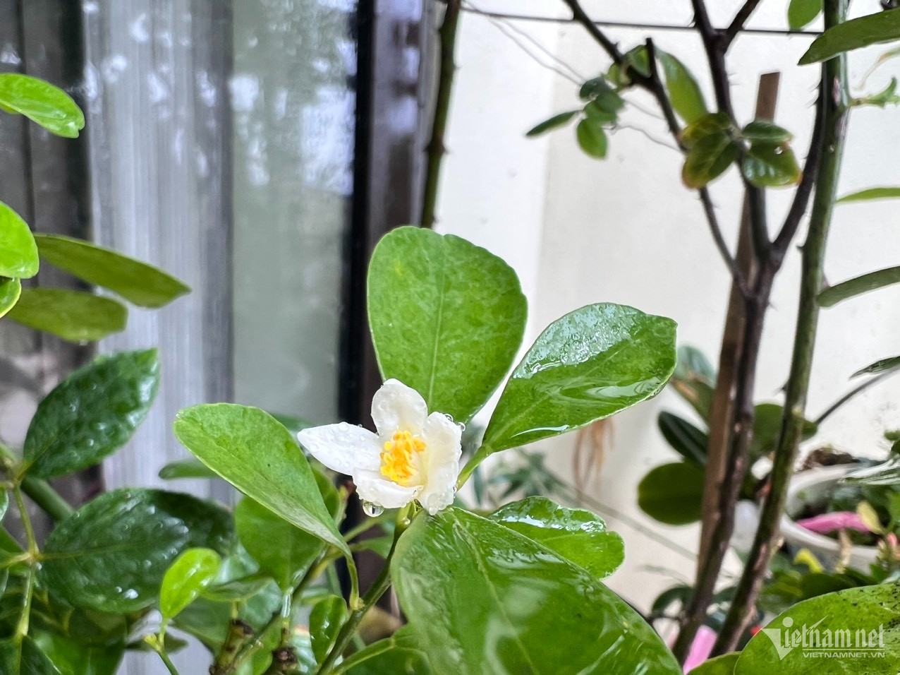 Thuê chị chồng làm giúp việc, không ngờ bị nhòm ngó khắp phòng ngủ-2