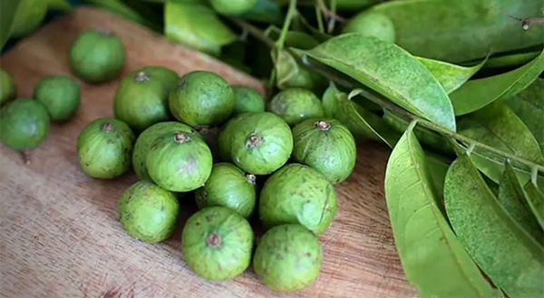 Thứ quả thường được kết hợp cùng thịt vịt, biết tận dụng còn có thể làm thuốc chữa bệnh-1