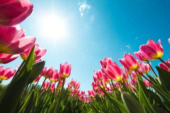 Tử vi ngày 4/10/2023: Tuổi Mão muốn yên cũng khó, tuổi Hợi được lộc bất ngờ