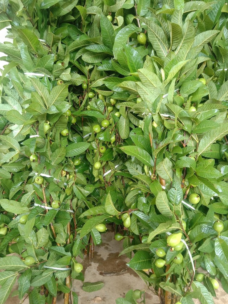 Từ cỏ tới cây ăn quả đều được cắt cành đem đi bán, chị em đua nhau mua về cắm chơi-1
