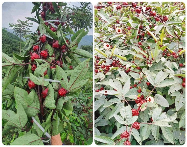 Từ cỏ tới cây ăn quả đều được cắt cành đem đi bán, chị em đua nhau mua về cắm chơi-2