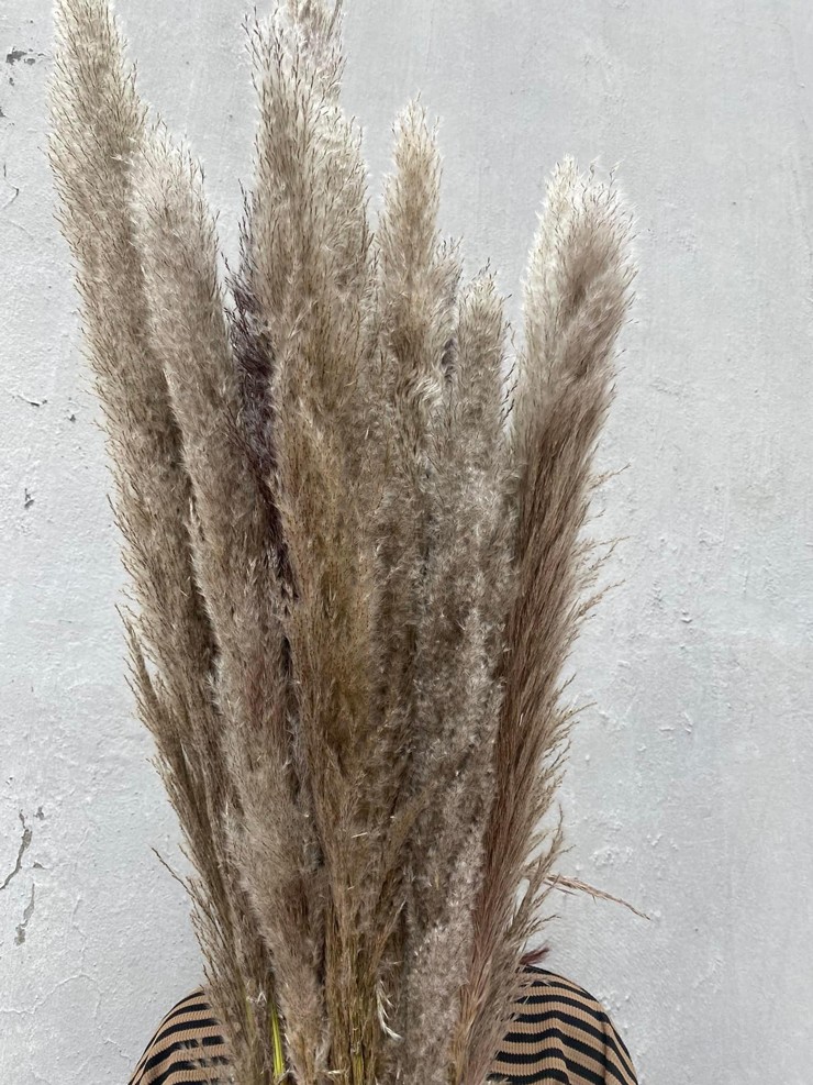 Từ cỏ tới cây ăn quả đều được cắt cành đem đi bán, chị em đua nhau mua về cắm chơi-3