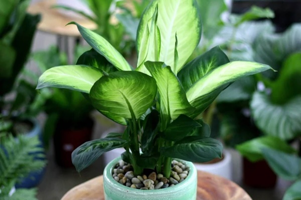 5 điều cần tránh trong phong thủy phòng khách, để gia chủ không bị phá tài-7