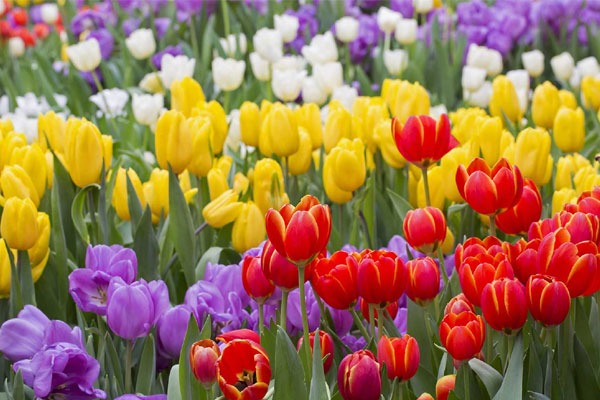 3 nữ con giáp vượng phu ích tử, mang đến phúc khí lớn cho gia đình, thịnh vượng không kể xiết-4