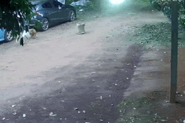 Thót tim cảnh chó Pitbull hung hăng truy đuổi 3 người đàn ông