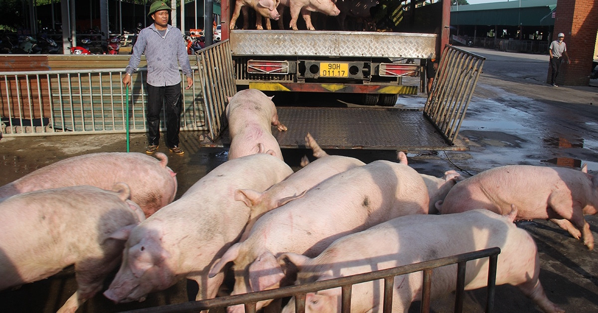 Giá thịt lợn hơi lại ‘chạm đáy’, người chăn nuôi thua lỗ-1