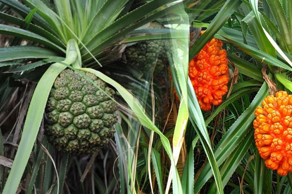 Loại rau được ví như tác phẩm nghệ thuật, vừa bổ tim vừa chống ung thư tự nhiên, kiểm soát đường huyết hiệu quả-4