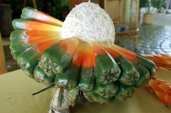 1 loại cây dại mọc đầy ở Việt Nam là thuốc chống ung thư tự nhiên”, hạ đường huyết hiệu quả-3