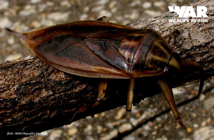 Loài vật nhìn gớm ghiếc, xưa đầy ruộng, nay có giá hàng triệu đồng/kg-1