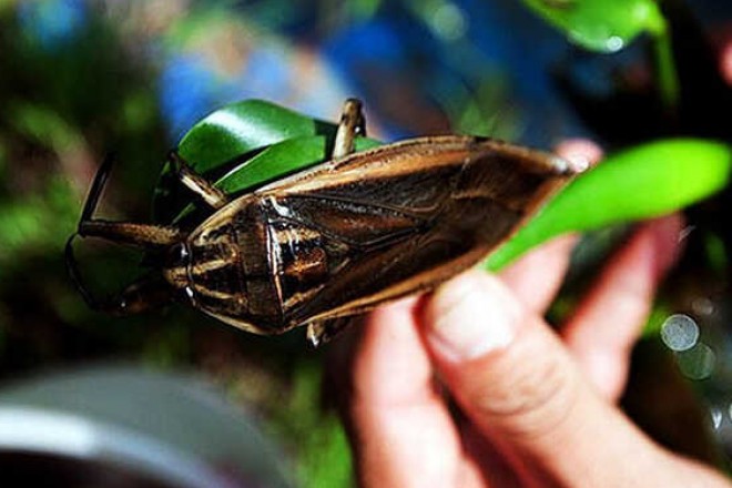 Loài vật nhìn gớm ghiếc, xưa đầy ruộng, nay có giá hàng triệu đồng/kg-2