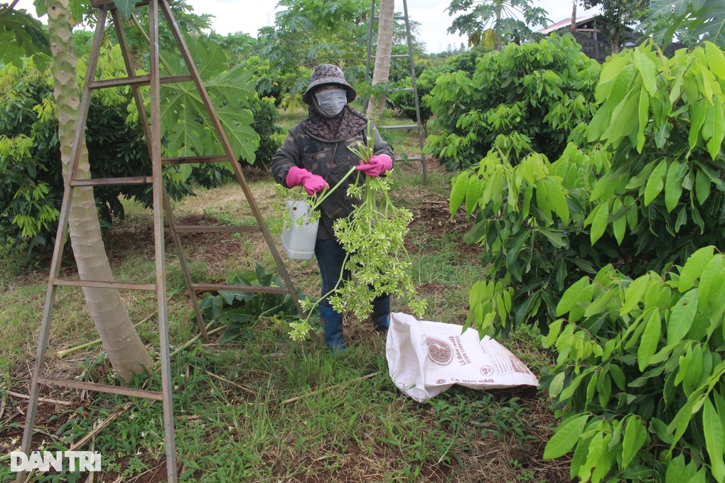 Rủ nhau trồng thứ đu đủ điếc, không ngờ nhặt tiền đã tay-3