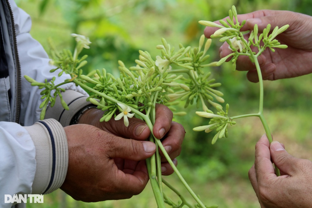 Rủ nhau trồng thứ đu đủ điếc, không ngờ nhặt tiền đã tay-4