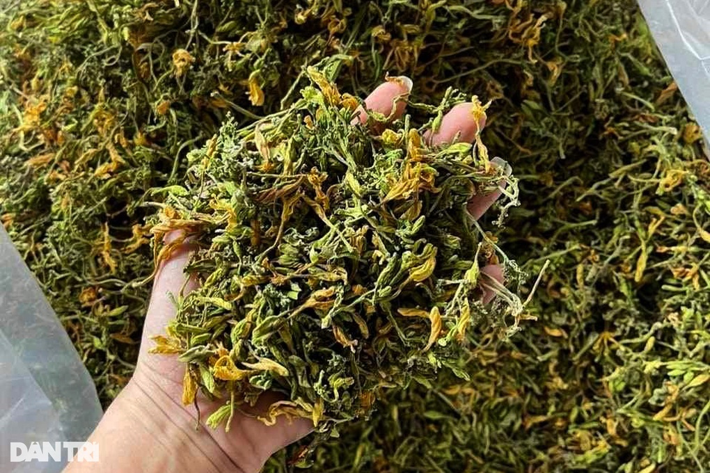 Rủ nhau trồng thứ đu đủ điếc, không ngờ nhặt tiền đã tay-5