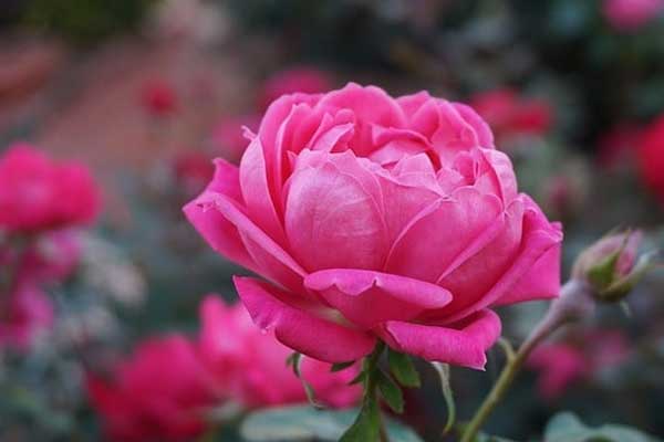 Tử vi ngày 6/10/2023: Tuổi Thìn tràn đầy năng lượng, tuổi Tỵ tin vui thăng tiến-4